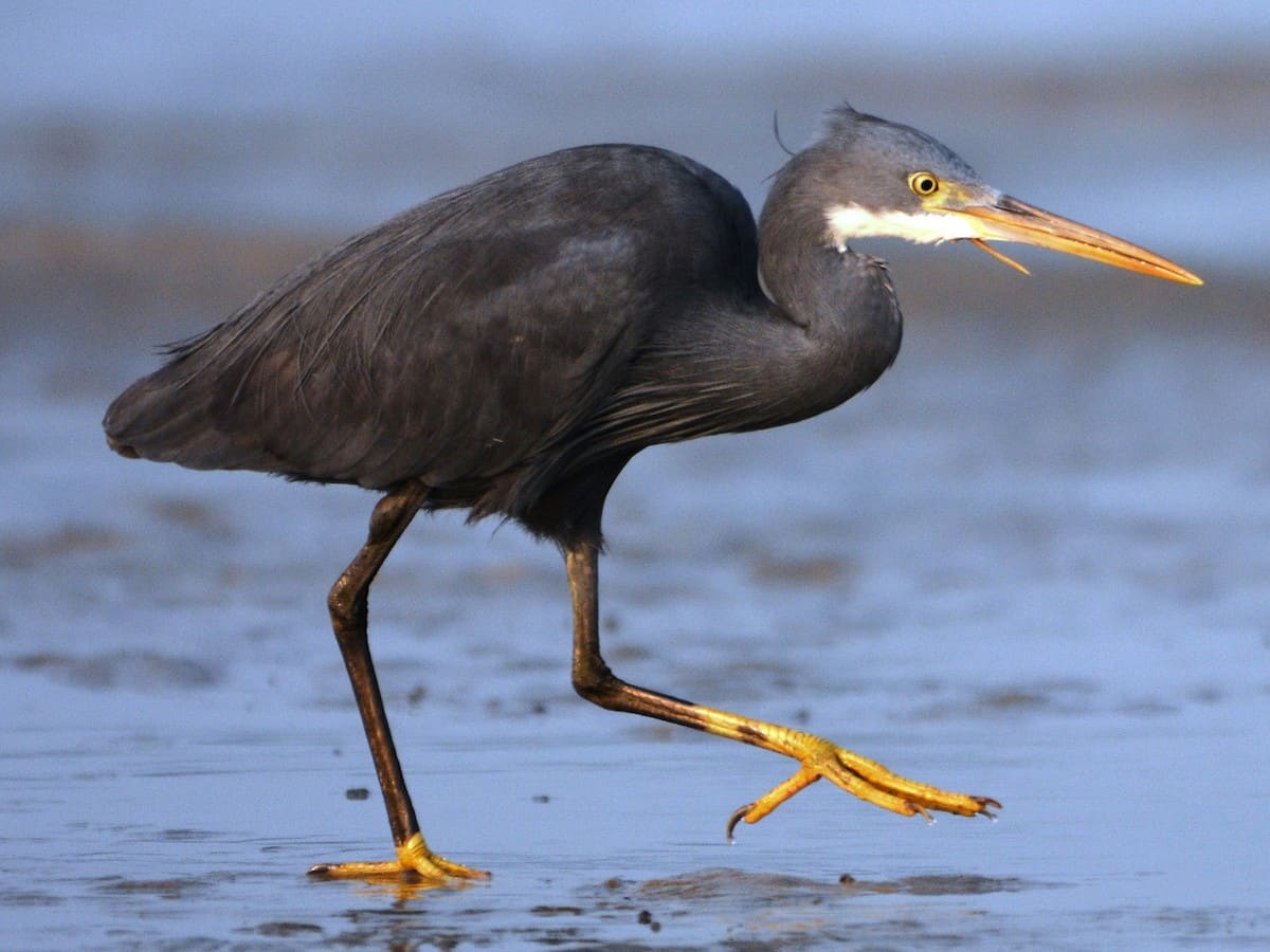 Western Reef-Heron (Western Reef-Egret)